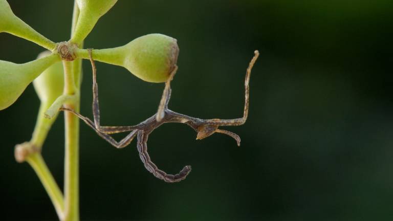 Australian Walking Stick